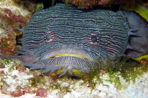 Toadfish Splendid Fishes Animals Fauna