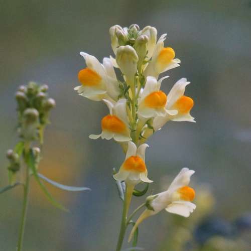 Toadflax Pillik Flower Plant Scenic