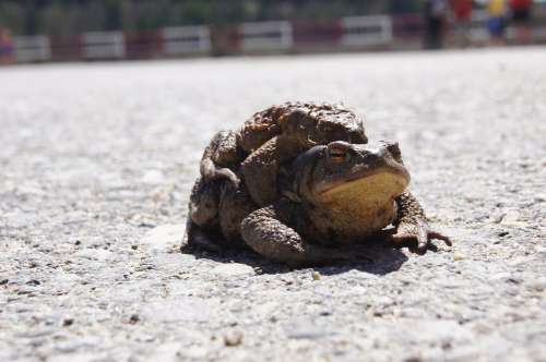 Toads Frog Romania Pairing