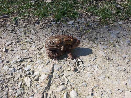 Toads Pairing Frog Animal