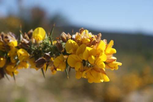 Tojo Alecrín Flower Spring Yellow Skewer Nature