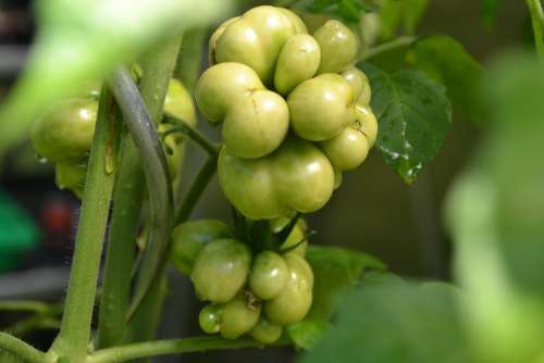 Tomato Russian Reisetomate Vegetables Garden