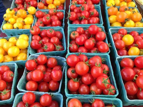 Tomato Harvest Vegetable Food Vegetables Diet