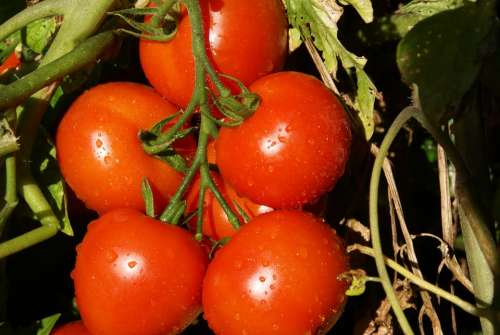 Tomato Vegetable Food Nature Plant Healthy Food