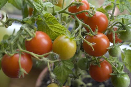Tomato Plant Nature Green Red Vegetables