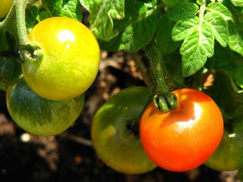 Tomato Immature Ripe Red Yellow Green Vegetables