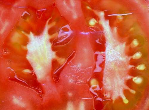 Tomato Food Healthy Fresh Vegetable Organic Diet