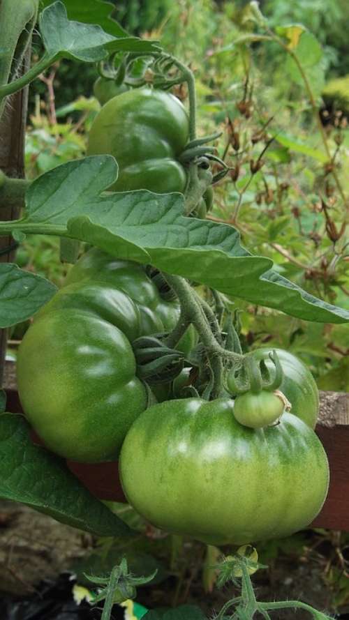Tomato Growing Vegetable Organic