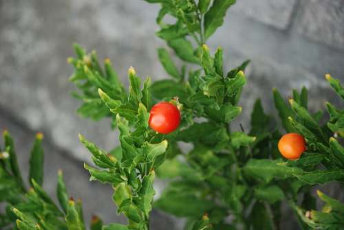 Tomato Tiny Tomatoes Vegetable Garden Tomatoe Food