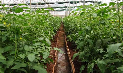 Tomato Plants Hothouse Greenhouse Forcing House