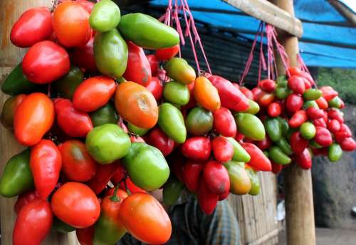 Tomatoes Fruit Vegetable Red Nature Agriculture