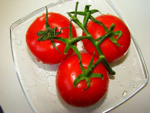 Tomatoes Vegetables The Tomatoes On The Branch