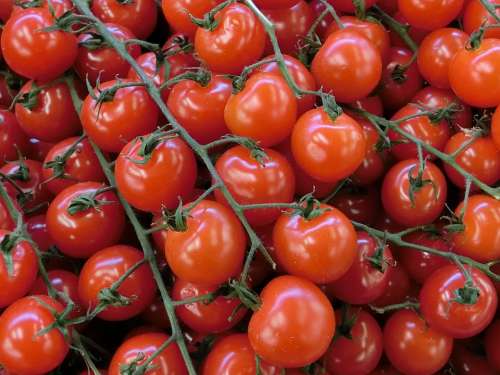 Tomatoes Vegetables Red Food Eat Bush Tomato