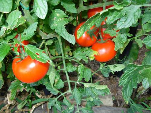 Tomatoes Vegetables Red Plant Fruit Garden Ripe
