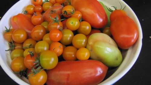 Tomatoes Summer Harvest Fresh Organic Vegetarian