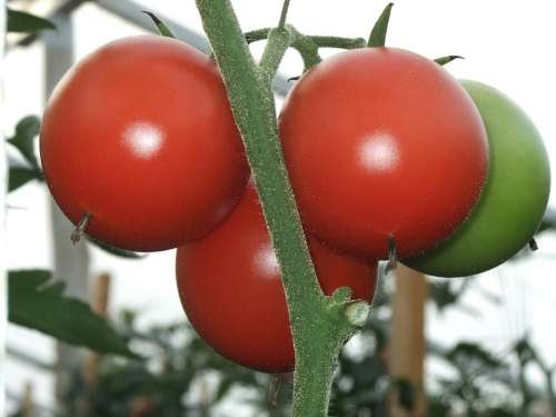 Tomatoes Vitamin Vegetable Garden