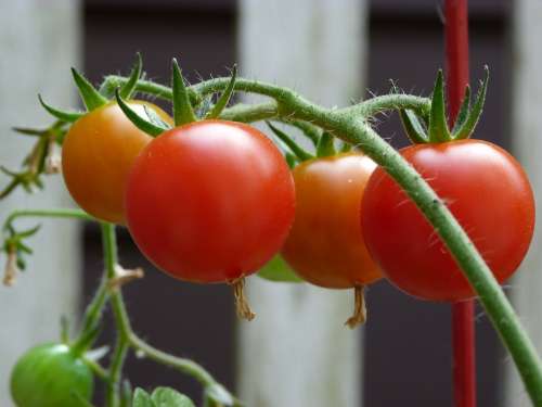 Tomatoes Garden Ripe Organic Healthy Harvest