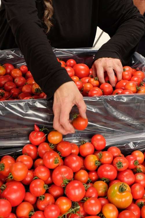 Tomatoes Healthy Organic Market