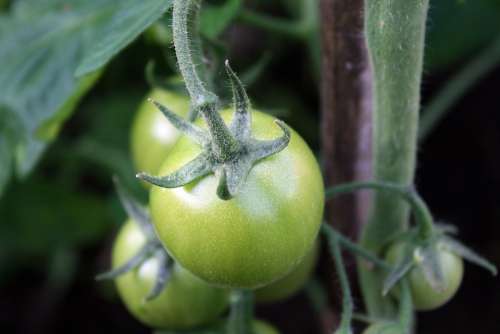 Tomatoes Green Vegetable Not Ripe Food Healthy
