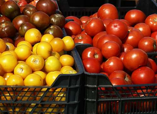 Tomatoes Variety Colorful Red Yellow Brown Fruit