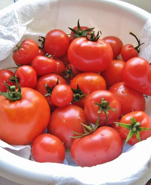 Tomatoes Food Harvest Red Garden Gardening