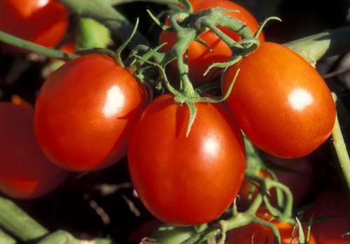 Tomatoes Vegetables Red Cook Food Eat Vitamins