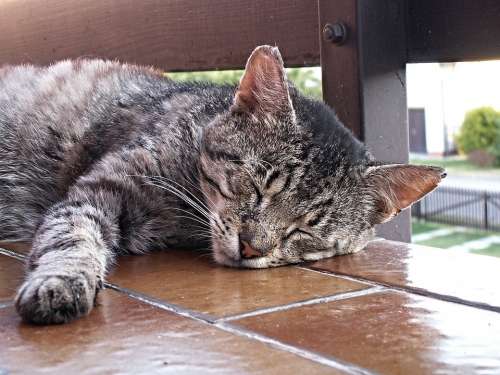 Tomcat Soot Cat Cat Face Animals Sleeping Pet