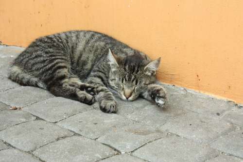 Tomcat Cat Kitten Animal Charming Fur Pet