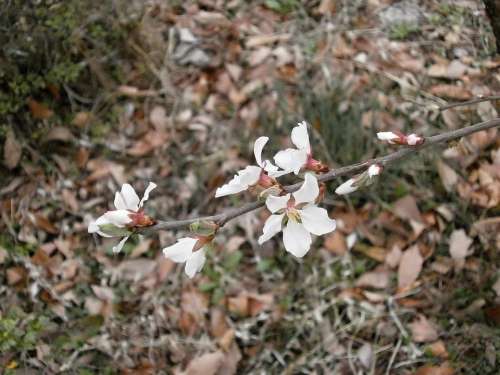 Tomentosa Cherry Blossoms Plum Spring Flowers White