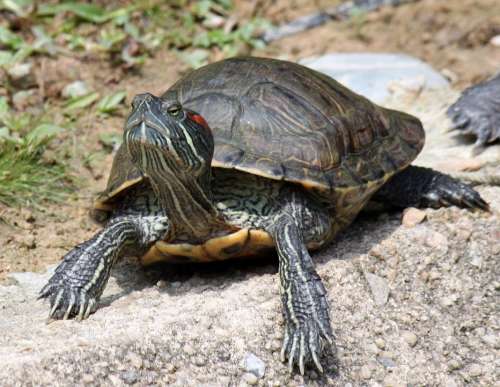 Tortoise Animal Rock Sunlight Turtle