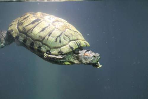 Tortoise Turtle Water Aquarium Deep Underwater