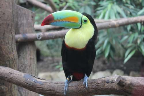 Toucan Bird Tropical Bird Colorful Plumage
