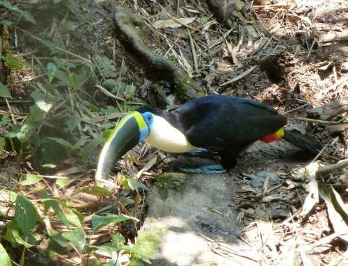 Toucan Bird Bill Beak Colorful Exotic