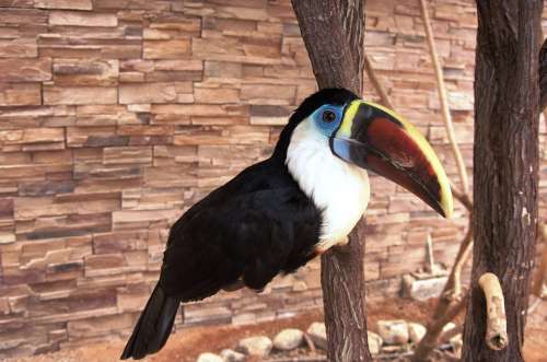 Toucan Bird Animal Zoo Perched