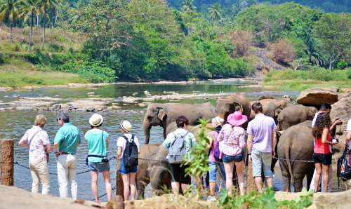 Tourists Tourist Attraction Elephants Bath Sun Bath