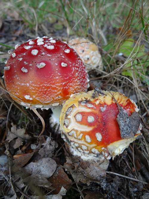 Toxic Mushroom Nature Autumn Agaric Mushroom