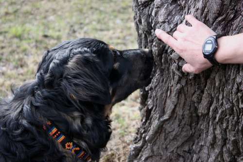 Track Dog Taster Search Black Tree Sniffing Show