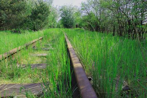 Tracks Forest Green Spring Vegetation Grass