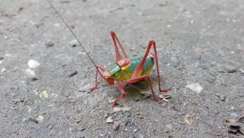 Tractor Grasshopper Nature Forest Insect Jump