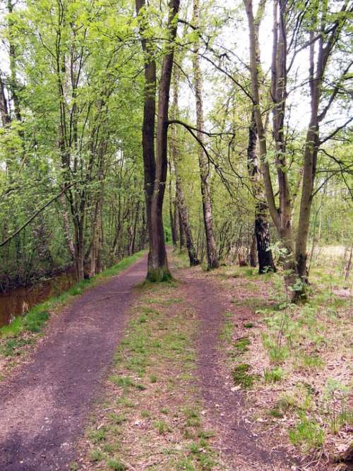 Trail Forest Path Path Walk Spring Moor Raakmoor