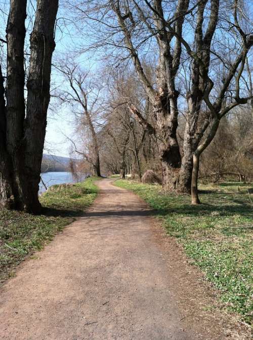 Trail Spring Trees Bare Nature Path Walk