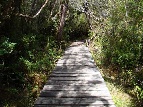 Trail Path Landscape