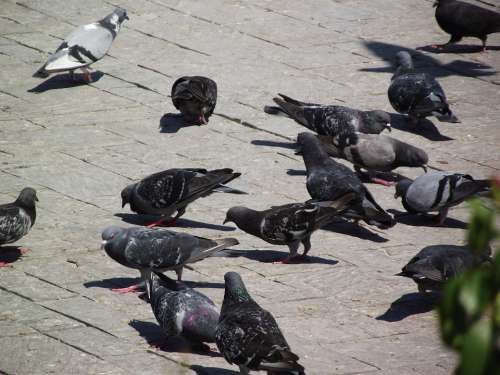 Travel Birds Pigeon
