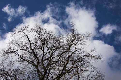Tree Clouds Sky Blue Silhouette April Spring