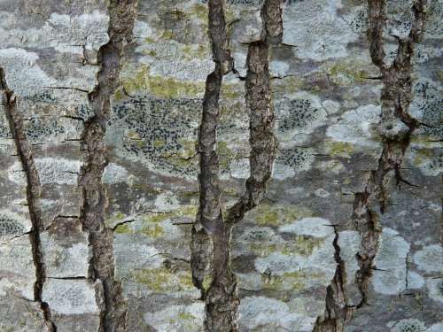 Tree Bark Grain Texture Wood