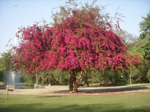 Tree Trees Bouganvilla Blossom Spring Pink Nature