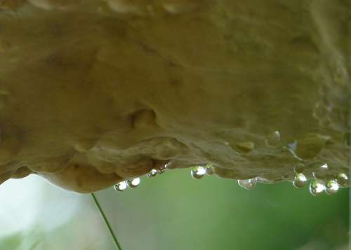 Tree Fungus Hanging Rain Drops Nature Macro