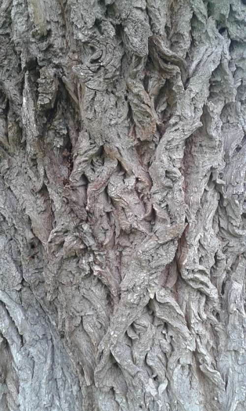 Tree Bark Structure