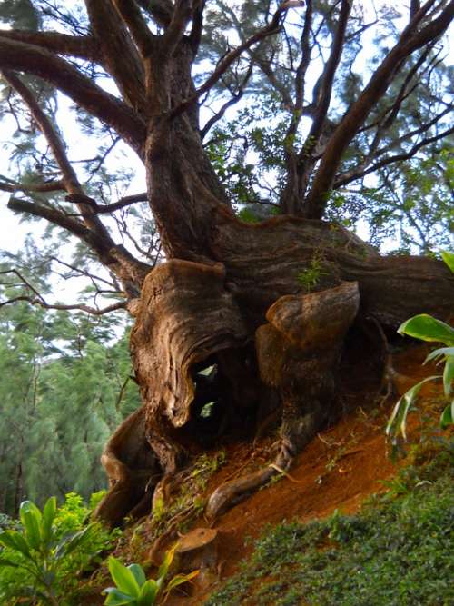 Tree Nature Trees Old Tree Natural Tropical