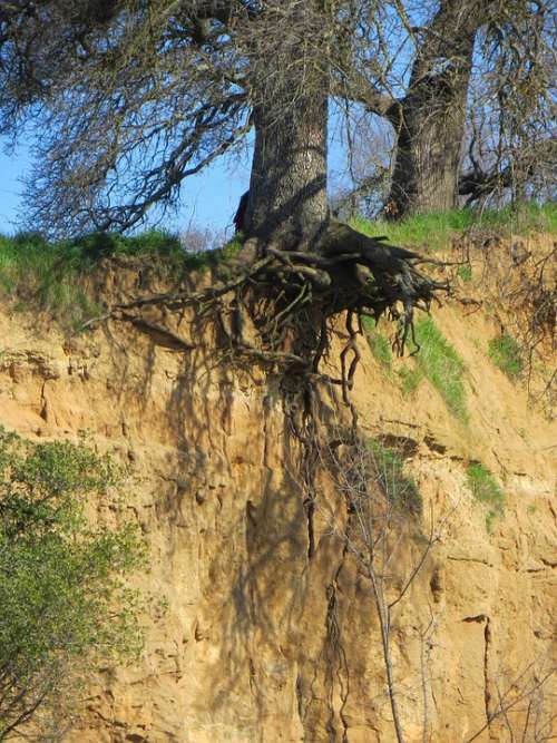 Tree Roots Erosion Cliff Bluff Exposure